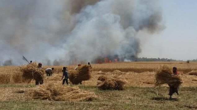 गोरखपुरः गेंहू की फसल जलकर खाक, सोते रहे फायर ब्रिगेड के कर्मचारी