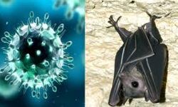 सावधान: निपाह की आशंका से दिल्ली-NCR में भी अलर्ट, फलों को धोकर खाएं सावधान: निपाह की आशंका से दिल्ली-NCR में भी अलर्ट, फलों को धोकर खाएं