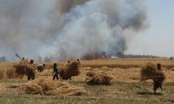गोरखपुरः गेंहू की फसल जलकर खाक, सोते रहे फायर ब्रिगेड के कर्मचारी