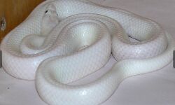 ये है दुनिया का दुर्लभ सांप, तस्वीरें देख दबा लेंगे दांतो ताली उंगली