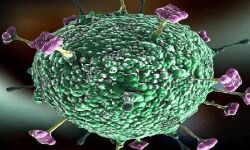 सावधान: खतरनाक है निपाह वायरस, 24 से 48 घंटे में कोमा में जा सकता मरीज, मौत तक संभव है! सावधान: खतरनाक है निपाह वायरस, 24 से 48 घंटे में कोमा में जा सकता मरीज, मौत तक संभव है!