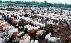 दिल्ली: गौशाला में दो दिनों में 36 गायों की मौत, मचा हड़कंप!