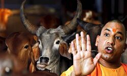 हाईकोर्ट ने योगी सरकार को लगाई फटकार, कहा- आप मांसाहार से नहीं रोक सकते:पढ़ें पूरी खबर