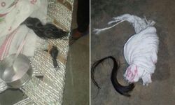 चोटी काटने की अफवाह पर इस तरह लोगों की हो रही जबर्दस्त कमाई