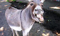 राजस्थान: बकरी के बाद अकेला देख युवक ने गधे से किया बलात्कार, मासूम गधे की हुई मौत!