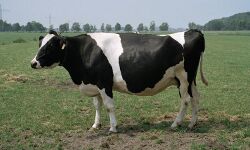 गो रक्षकों का आतंक: गो पालक ने जान की सुरक्षा के लिए पुलिस की ली शरण