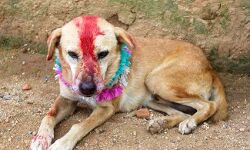 भाजपा शासित उत्तर प्रदेश में कुतिया से बलात्कार, आरोपी बबलू सिंह की तलाश में जुटी पुलिस!