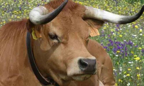 गुजरात: बीजेपी सांसद पर गाय का हमला, सीने की दो पसलियां टूटीं
