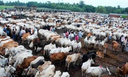 दिल्ली: गौशाला में दो दिनों में 36 गायों की मौत, मचा हड़कंप!