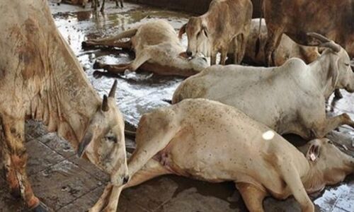 सबसे बड़ी गौशाला में 800 गौ माताओं की मौत, गौ पुत्रो को गुंडागर्दी से नहीं मिल रही है फुर्सत: पढ़ें पूरी खबर