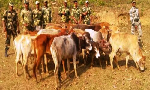 गौरक्षा की आड़ में गौरक्षक कर रहे थे गायों की तस्करी, बीएसएफ ने तीन गौतस्करो को किया गिरफ्तार