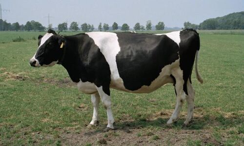 गो रक्षकों का आतंक: गो पालक ने जान की सुरक्षा के लिए पुलिस की ली शरण