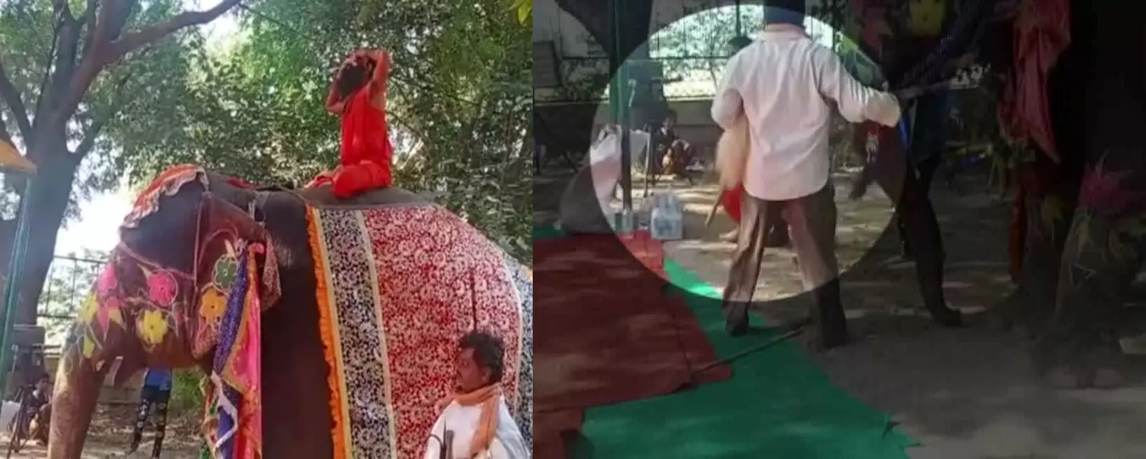 राम देव गिरे धड़ाम से: हाथी पर बैठ कर योग करना पड़ गया भारी, देखें VIDEO