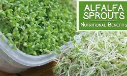Health Tips: जानें क्या होता है अल्फाल्फा, कैसे यह शुगर के मरीजों और वजन घटाने के लिए माना जाता है फायदेमंद Health Tips: जानें क्या होता है अल्फाल्फा, कैसे यह शुगर के मरीजों और वजन घटाने के लिए माना जाता है फायदेमंद
