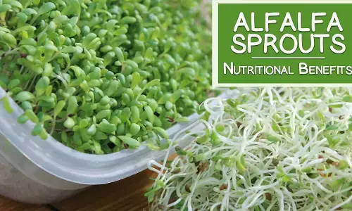 Health Tips: जानें क्या होता है अल्फाल्फा, कैसे यह शुगर के मरीजों और वजन घटाने के लिए माना जाता है फायदेमंद Health Tips: जानें क्या होता है अल्फाल्फा, कैसे यह शुगर के मरीजों और वजन घटाने के लिए माना जाता है फायदेमंद