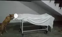 योगी राज : संभल के सरकारी अस्पताल में शव को नोंच रहा कुत्ता, वीडियो वायरल योगी राज : संभल के सरकारी अस्पताल में शव को नोंच रहा कुत्ता, वीडियो वायरल