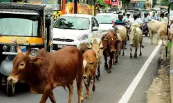 UP: अब गायों को मिलेगा पहनने के लिए कोट, खाएंगी गुड़, जानें और क्या मिलेंगी सुविधाएं UP: अब गायों को मिलेगा पहनने के लिए कोट, खाएंगी गुड़, जानें और क्या मिलेंगी सुविधाएं