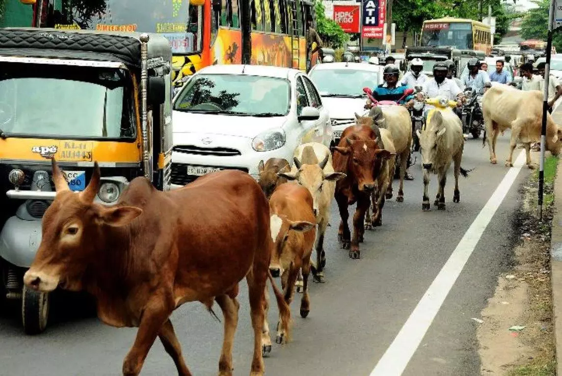 UP: अब गायों को मिलेगा पहनने के लिए कोट, खाएंगी गुड़, जानें और क्या मिलेंगी सुविधाएं