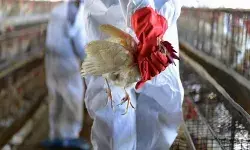 बर्ड फ्लू से हड़कंप: यहां 1800 की मौत, कई राज्यों में हाई अलर्ट, धारा-144 लागू बर्ड फ्लू से हड़कंप: यहां 1800 की मौत, कई राज्यों में हाई अलर्ट, धारा-144 लागू