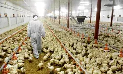 Bird Flu in India: One lakh chickens killed in Haryana Bird Flu in India: One lakh chickens killed in Haryana