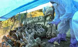 Outbreak of bird flu in 7 states, 30 thousand birds will be killed in this state Outbreak of bird flu in 7 states, 30 thousand birds will be killed in this state