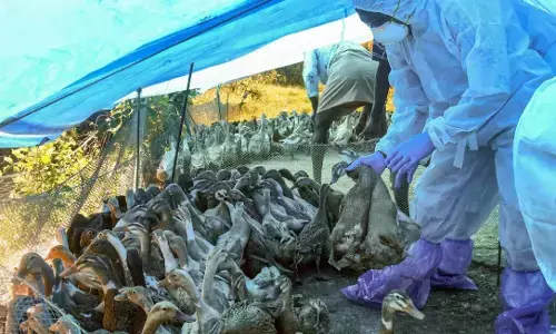 Outbreak of bird flu in 7 states, 30 thousand birds will be killed in this state Outbreak of bird flu in 7 states, 30 thousand birds will be killed in this state