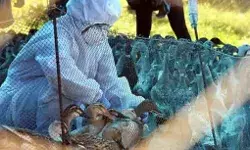 भारत में पैर पसार रहा बर्ड फ्लू का संक्रमण, दिल्ली सरकार ने एहतियातन उठाये ये बड़े कदम