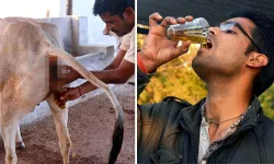 UP: गोमूत्र पिएंगे, तो कोरोना से भी बड़ी महामारी आएगी तो कुछ न होगा, VIDEO में BJP विधायक का दावा- मैं भी पीता हूं, इसी से बचा हूं UP: गोमूत्र पिएंगे, तो कोरोना से भी बड़ी महामारी आएगी तो कुछ न होगा, VIDEO में BJP विधायक का दावा- मैं भी पीता हूं, इसी से बचा हूं