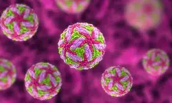 Powassan Virus: अमेरिका में पोवासन वायरस से एक की मौत, जानें इसके कारण, लक्षण और बचाव के तरीके Powassan Virus: अमेरिका में पोवासन वायरस से एक की मौत, जानें इसके कारण, लक्षण और बचाव के तरीके