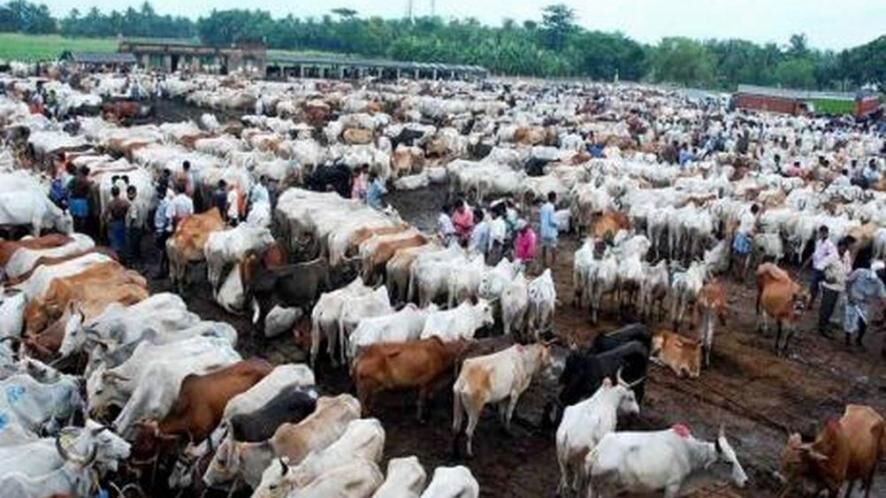 दिल्ली: गौशाला में दो दिनों में 36 गायों की मौत, मचा हड़कंप!