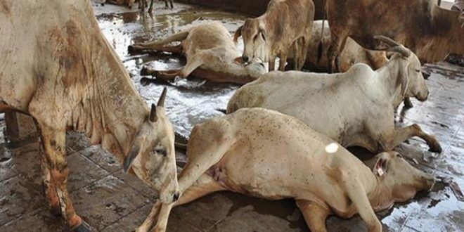 सबसे बड़ी गौशाला में 800 गौ माताओं की मौत, गौ पुत्रो को गुंडागर्दी से नहीं मिल रही है फुर्सत: पढ़ें पूरी खबर