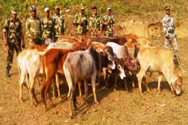 गौरक्षा की आड़ में गौरक्षक कर रहे थे गायों की तस्करी, बीएसएफ ने तीन गौतस्करो को किया गिरफ्तार