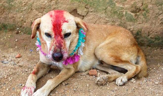 भाजपा शासित उत्तर प्रदेश में कुतिया से बलात्कार, आरोपी बबलू सिंह की तलाश में जुटी पुलिस!